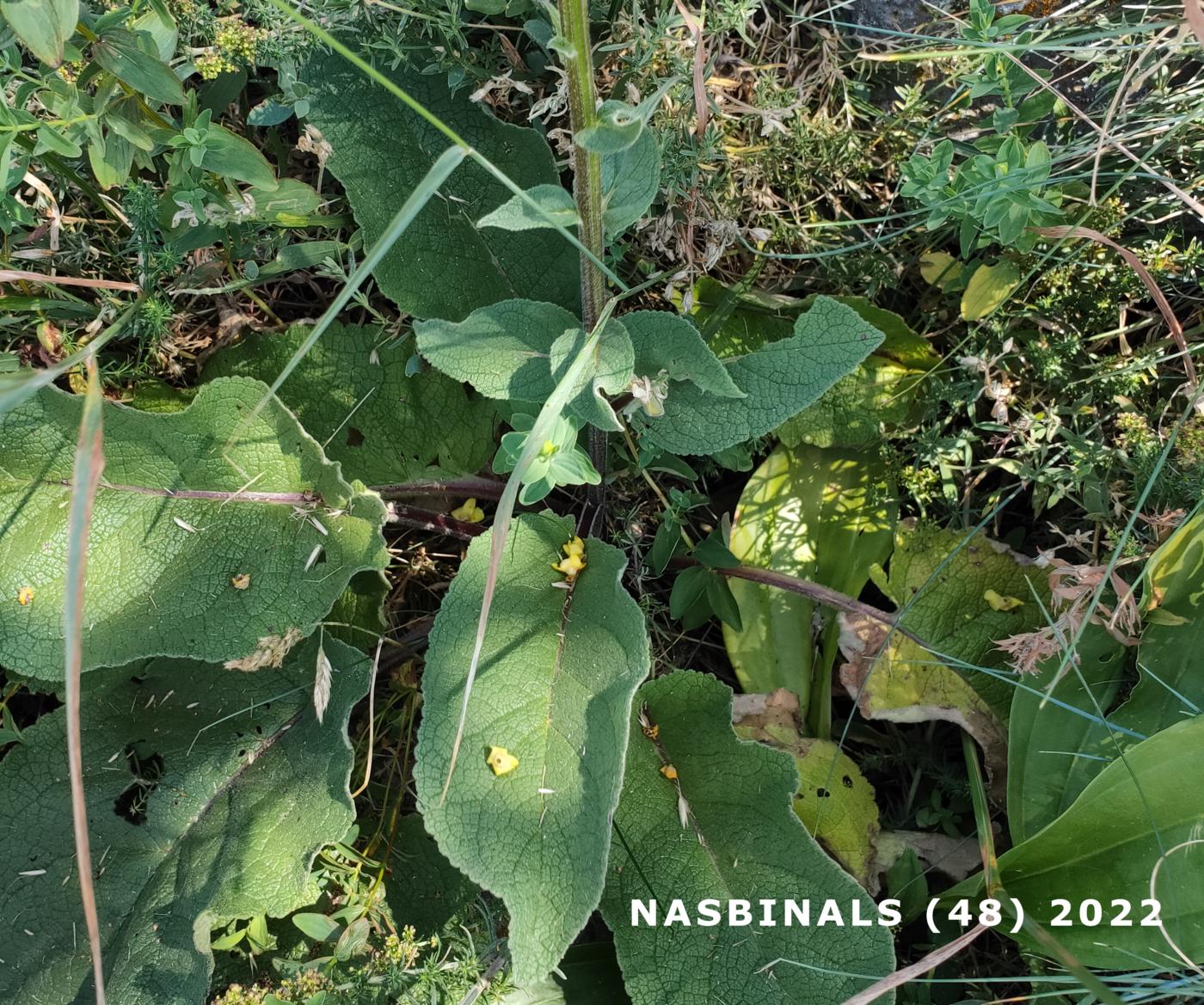 Mullein, Dark leaf